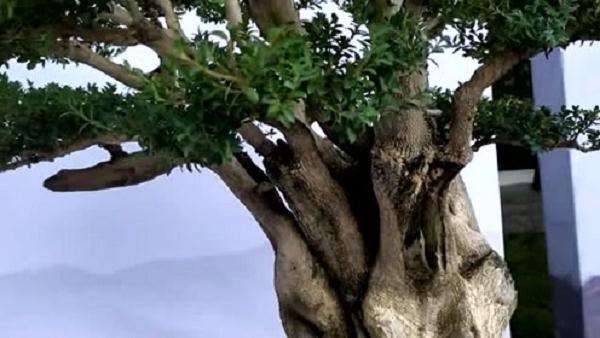 如何辨别盆景的树龄