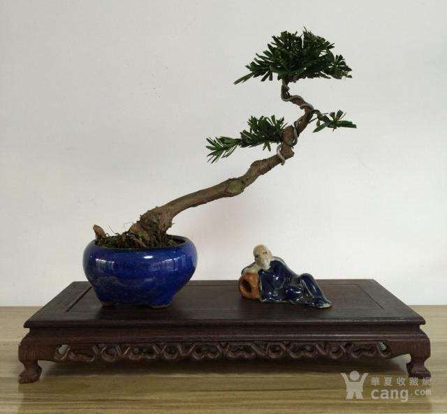 树桩盆景怎么构图的方法