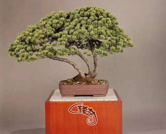 为什么盆景定型后基本就长不大
