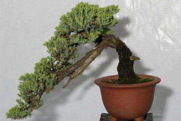 地柏老桩盆景怎样制作与养护