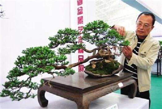 盆景植物怎么施肥的2个方法