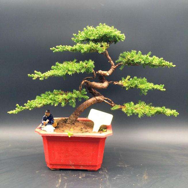 植物盆景怎么浇水的3个方法