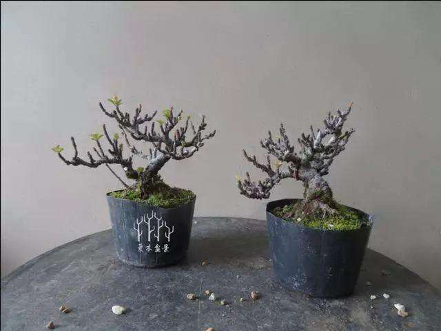 盆景植物怎么翻盆的4个方法