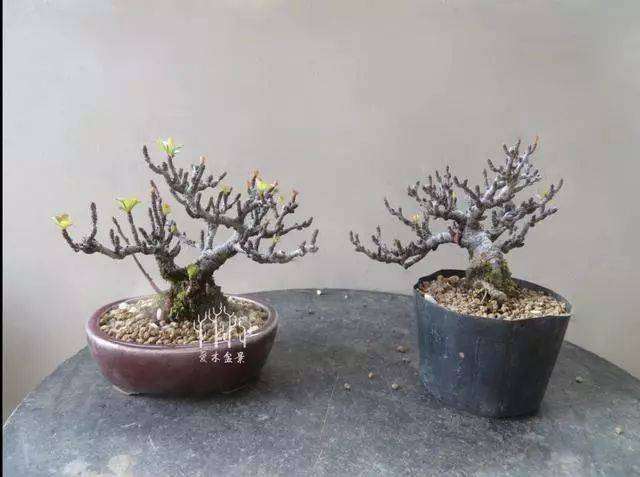 盆景植物怎么翻盆的4个方法