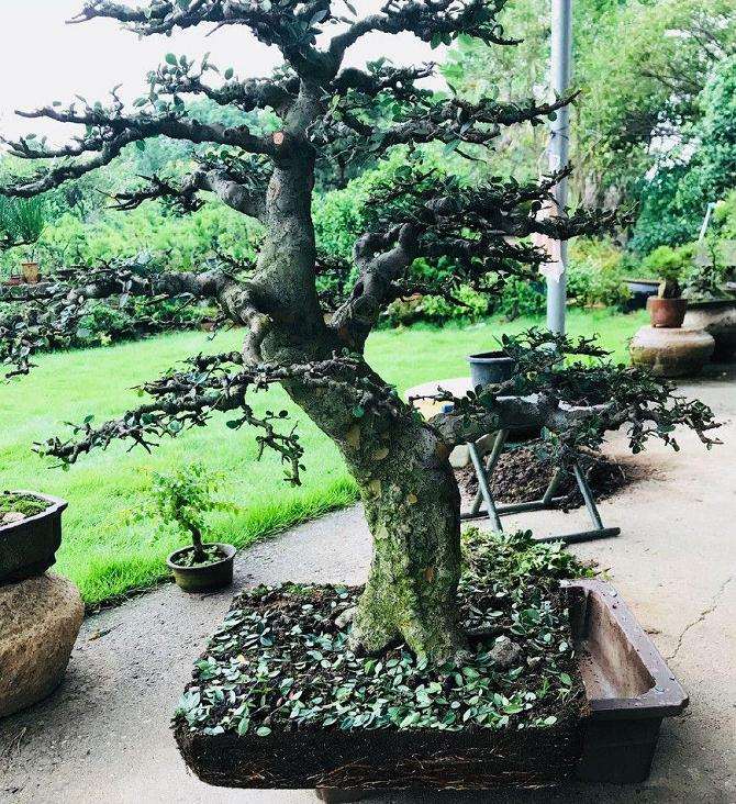 植物盆景怎么的方法