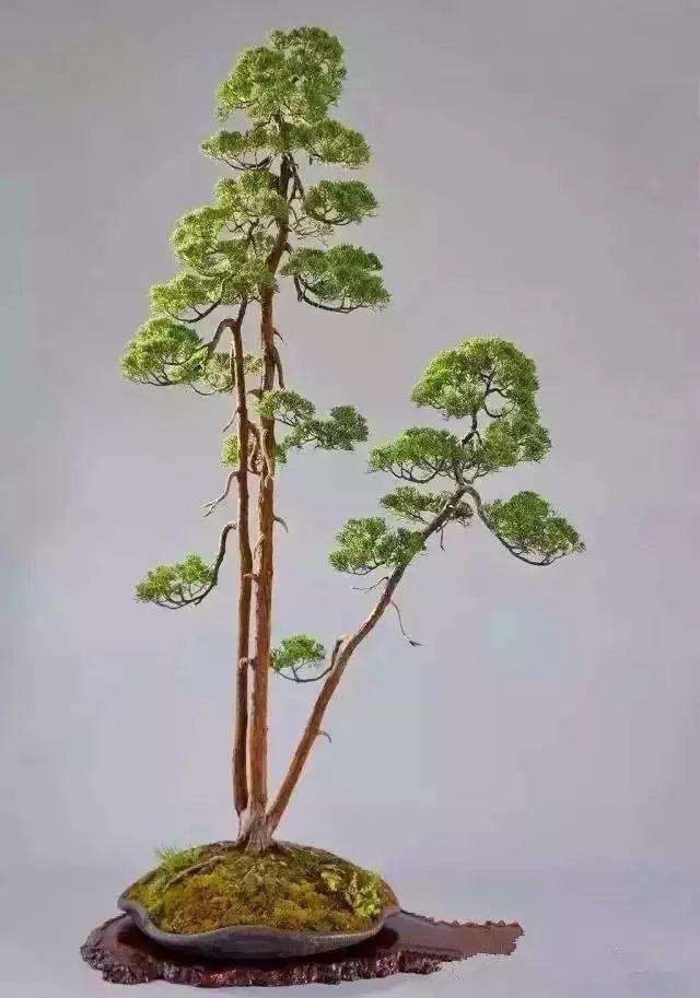 日本文人树盆景形成与发展的3个过程