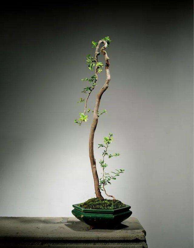 日本文人树盆景的发展有以下5个特点