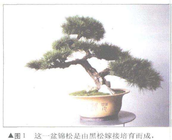 锦松盆景怎么嫁接培育