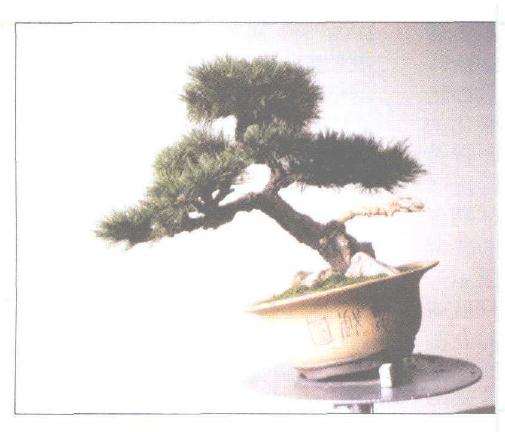 锦松盆景怎么嫁接培育