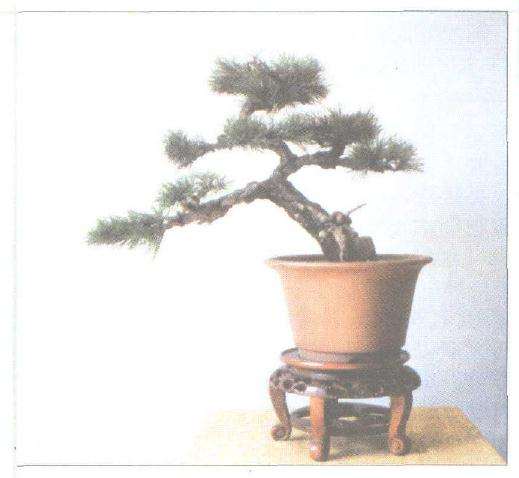 锦松盆景怎么嫁接培育