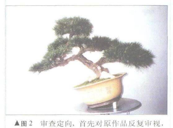 锦松盆景怎么嫁接培育