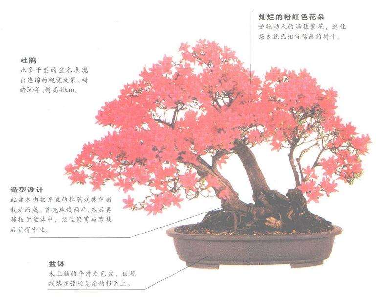 杜鹃盆景怎么栽培造型的6个方法