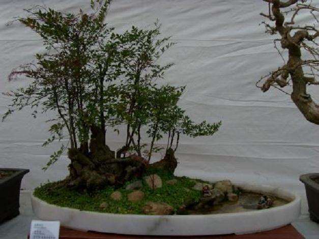 南天竹盆景怎么养护的5个方法