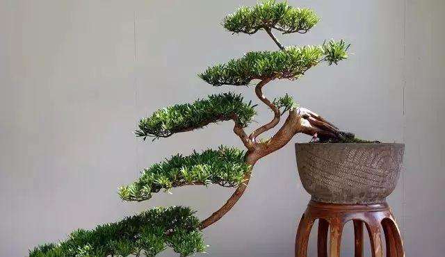 树木盆景根部在上盆前怎么养护的3个方法