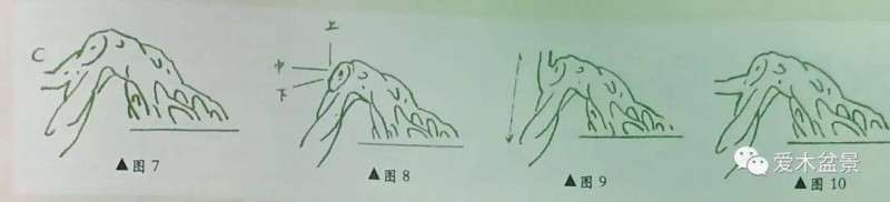 悬崖式盆景怎么顶托走向