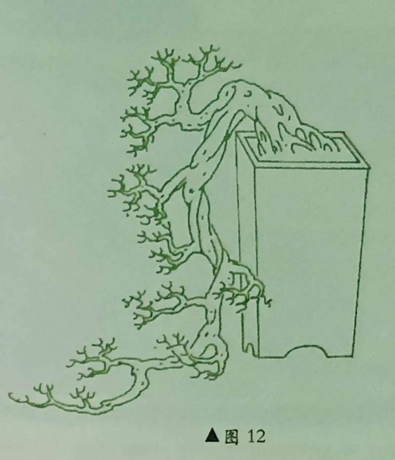 悬崖式盆景怎么顶托走向