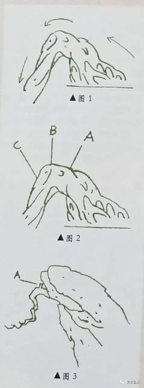 图解 对盆景悬崖式怎么枝托定位的方法