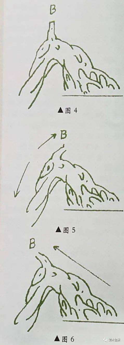 图解 对盆景悬崖式怎么枝托定位的方法