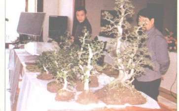 图解 赵庆泉怎么制作水旱盆景的过程