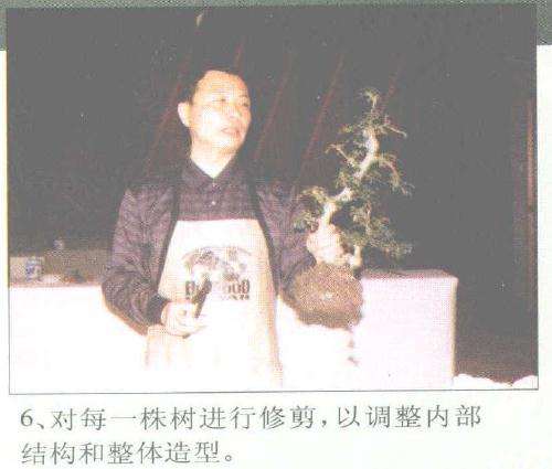 赵庆泉怎么制作水旱盆景的过程