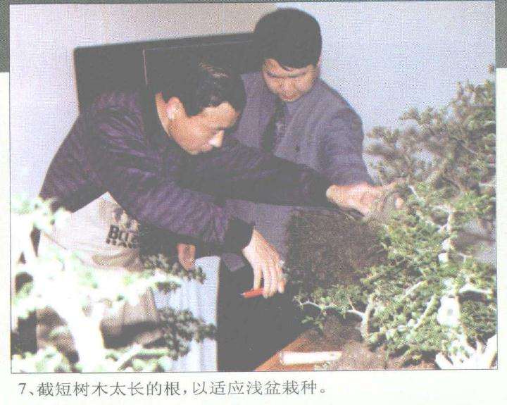 赵庆泉怎么制作水旱盆景的过程