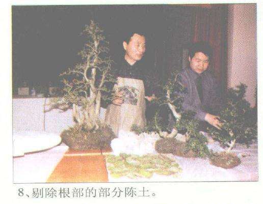 赵庆泉怎么制作水旱盆景的过程