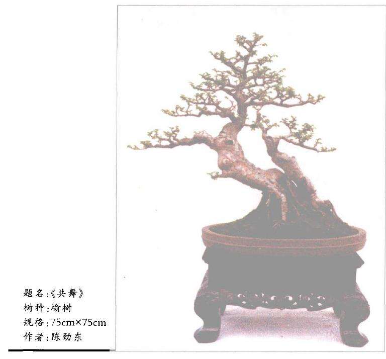 霞浦盆景怎么造型配盆的方法