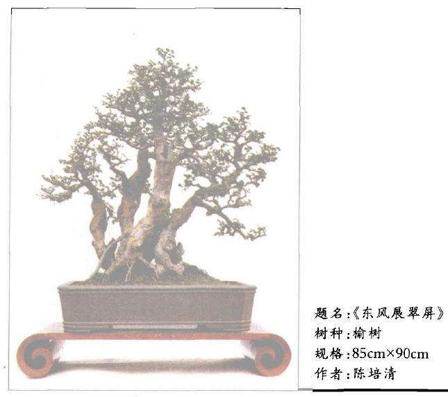 霞浦盆景怎么造型配盆的方法