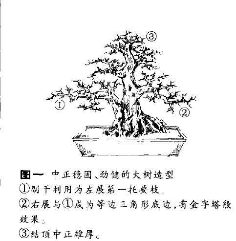 单干大树形盆景怎么造型的方法