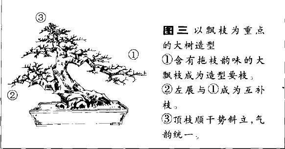 单干大树形盆景怎么造型的方法