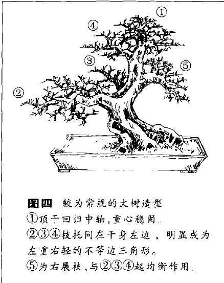 单干大树形盆景怎么造型的方法