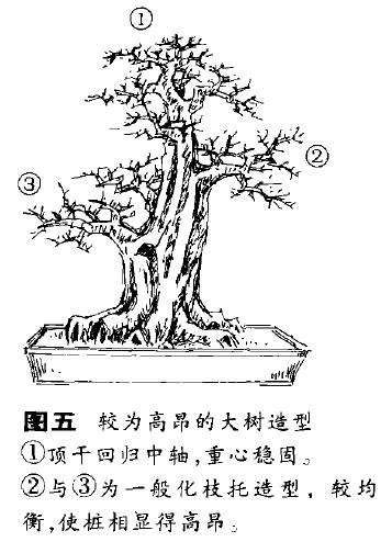 单干大树形盆景怎么造型的方法