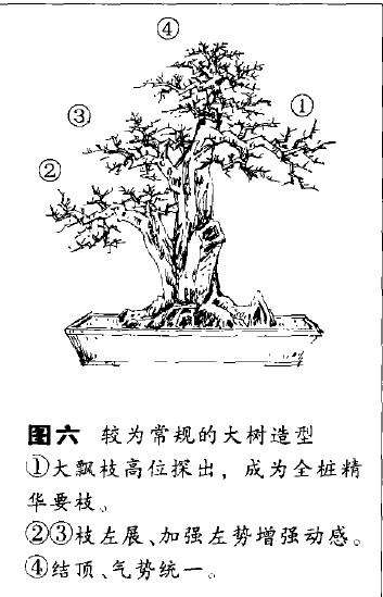 单干大树形盆景怎么造型的方法