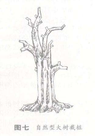 单干大树形盆景怎么造型的方法