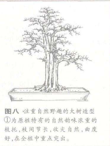 单干大树形盆景怎么造型的方法