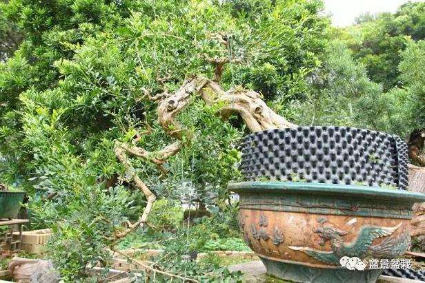 图解 岭南老桩盆景怎样造型制作的方法