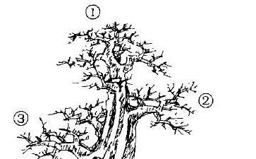 图解 单干大树形盆景怎么造型的方法