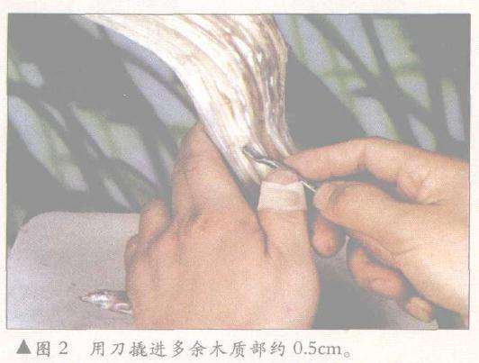 用刀撬进多余木质部约