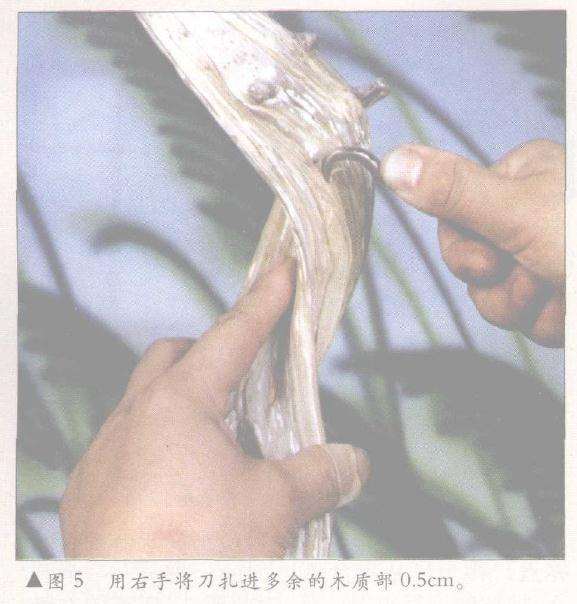 用右手将刀扎进多余的木质部0.5cm