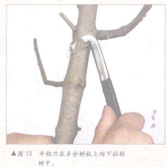 平钩刀在多余树枝上向下拉削树干