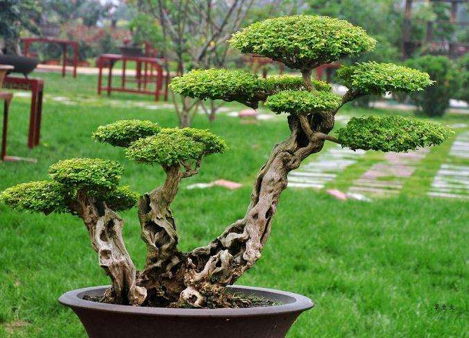 盆景设计与盆景制作之我见