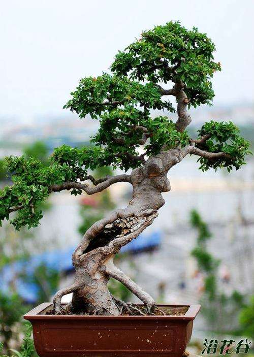 盆景设计与盆景制作之我见