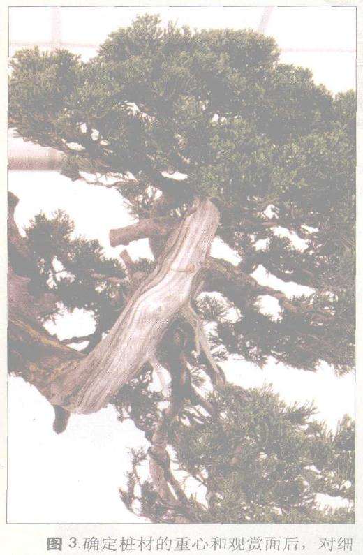 确定桩材的重心和观赏面后
