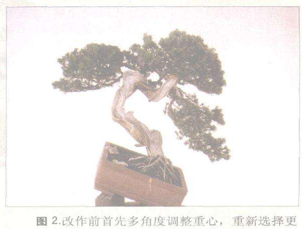 图解 郑诚恭对一成型盆景作品的改作