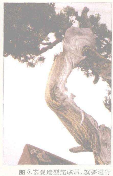 图解 郑诚恭对一成型盆景作品的改作