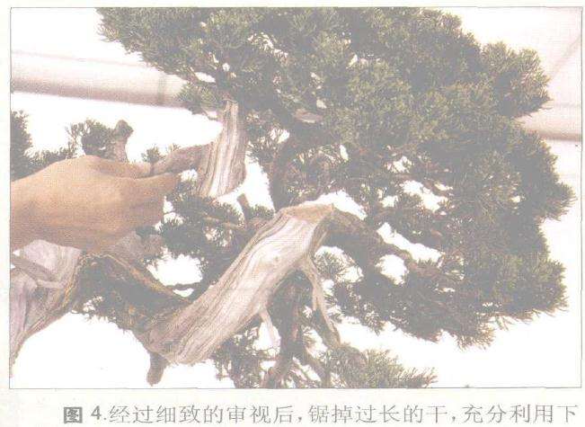 图解 郑诚恭对一成型盆景作品的改作