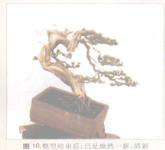 盆景舍利干纹理丝丝入微