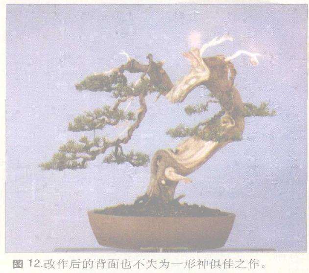 图解 郑诚恭对一成型盆景作品的改作