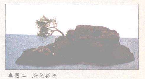 颇具新颖风格的盆景款式