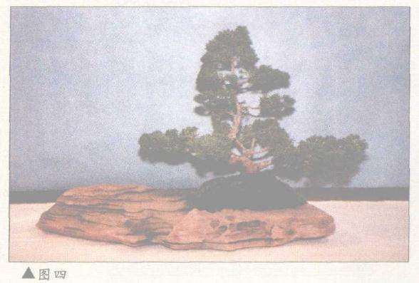 图解 美国盆景怎么设计制作的方案